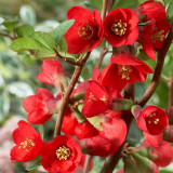 Chaenomeles superba Texas Scarlet