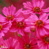 Coreopsis Limerock Passion