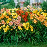 Hemerocallis Mix Hemerocallis Mix