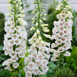 Digitalis purpurea Dalmation White