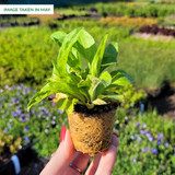 Digitalis purpurea Mix