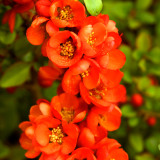 Chaenomeles japonica Sargentii