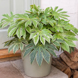 Fatsia japonica Spider's Web