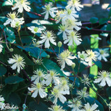 Clematis Paul Farges