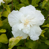 Hibiscus syriacus White Chiffon