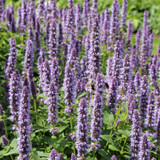 Herb Lavender Hyssop Agastache Herb Lavender Hyssop Agastache