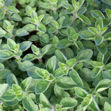 Herbs Marjoram Sweet Origanum Majorana
