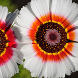 Chrysanthemum Carinatum Painted Daisy Chrysanthemum Carinatum Painted Daisy