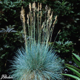 Blue Fescue Festuca Glauca