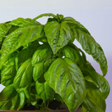 Herb Giant Basil Napoletano Bolloso