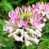 Cleome Spider Plant Cleome Spider Plant