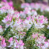 Cleome Spider Plant