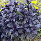 Basil Dark Opal Basil Dark Opal