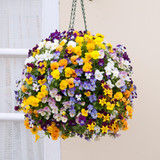 Viola Cornuta Winter Trailing Teardrops F1 Mix