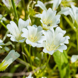 Limnanthes Douglasii Ssp Meringue Limnanthes Douglasii Ssp Meringue