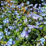 Forget Me Not Myosotis Alpestris Forget Me Not Myosotis Alpestris