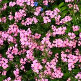Forget Me Not Myosotis Alpestris Rose Forget Me Not Myosotis Alpestris Rose