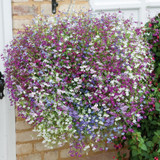 Lobelia Cascade mix Lobelia Cascade mix
