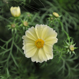 Cosmos Bipinnatus Xanthos