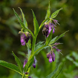 Herb Comfrey Symphytum Officinale