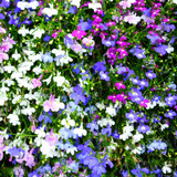Lobelia Fountains Mix Lobelia Fountains Mix