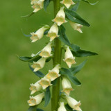 Digitalis/Foxglove Primrose Yellow Digitalis/Foxglove Primrose Yellow