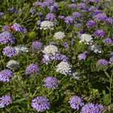 Candytuft Iberis Umbellata Dwarf Fairy Mix