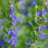 Herb Hyssop Herb Hyssop