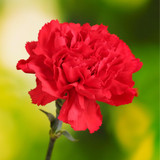 Carnation Scarlet Red Carnation Scarlet Red