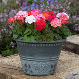 Geranium F1- Horizon Mix