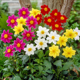 Dahlia Dwarf Patio Mignon Dahlia Dwarf Patio Mignon
