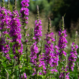 Purple Loosestrife Lythrum Rosy Gem Purple Loosestrife Lythrum Rosy Gem