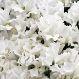 Sweet Pea Royal Family White Sweet Pea Royal Family White