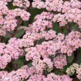 Sedum Matrona