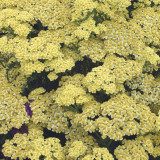 Achillea millefolium Summer Fruits Lemon
