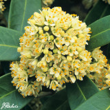 Skimmia confusa Kew Green 