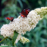 Buddleja davidii White Profusion