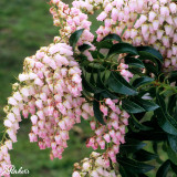 Pieris japonica Cupido