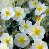 Helianthemum The Bride (5cm Module)