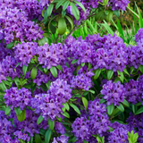 Rhododendron ponticum Rhododendron ponticum