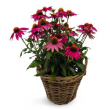 Echinacea Pollynation Magenta