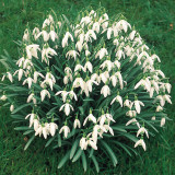 Galanthus Single and Double Mix Galanthus Single and Double Mix