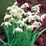 Galanthus Single and Double Mix Galanthus Single and Double Mix