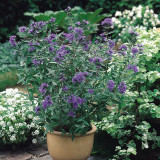 Caryopteris cland. 'Heavenly Blue'