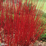 Cornus alba 'Sibirica'