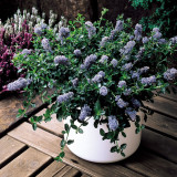 Ceanothus thyrs. repens