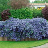 Ceanothus thyrs. repens
