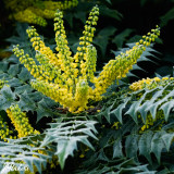 Mahonia media 'Charity'