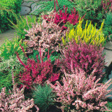 Calluna v. 'Marlies'