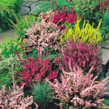 Calluna v. 'Stefanie'